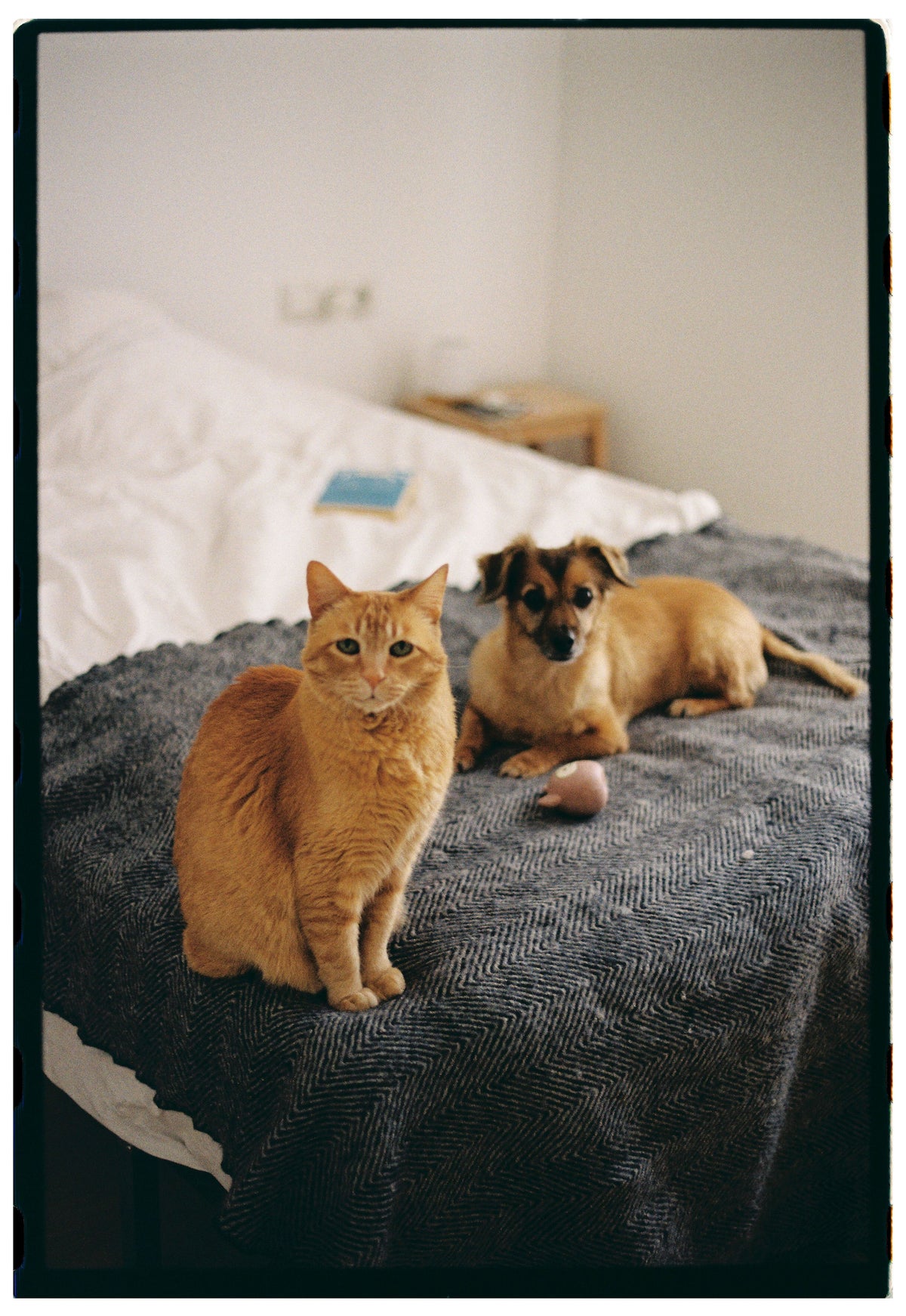 Ginger cat and small dog resting together on a bed