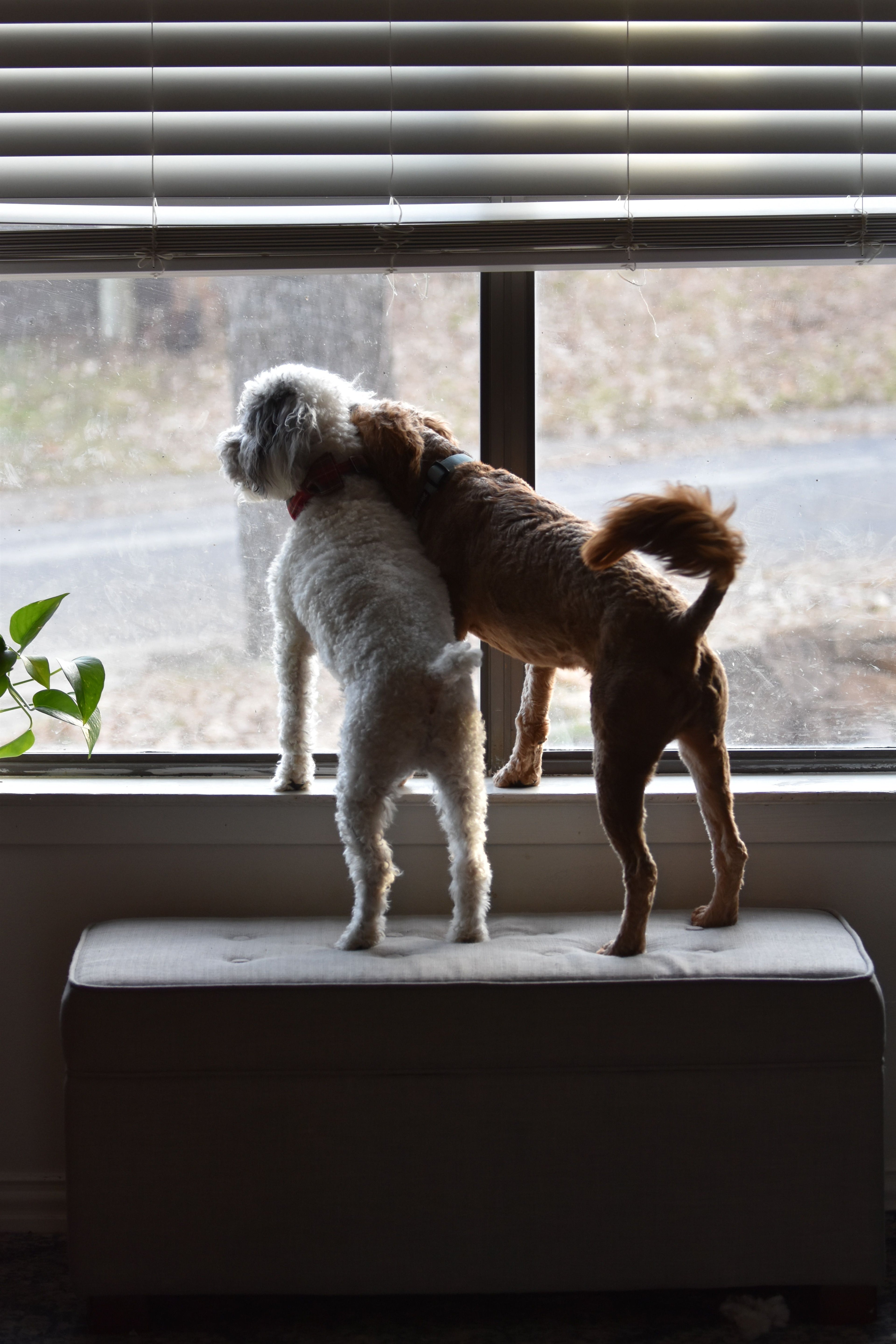 Two Labradoodle dogs on a bench looking out of a window